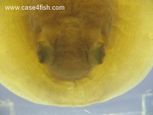 Foto Galerie/Myliobatiformes/Potamotrygon sp/Potamotrygon sp_07_S.jpg